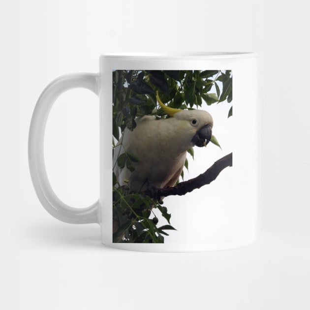 Sulphur Crested Cockatoo by kirstybush